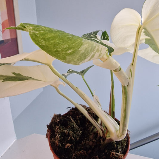 Monstera Albo Super White leaves Rare Houseplant 15cm pot