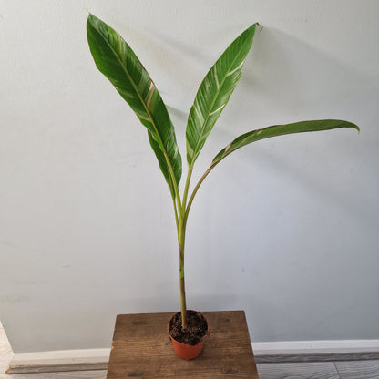 Musa ‘Nono’ – 10.5cm Pot (#1)