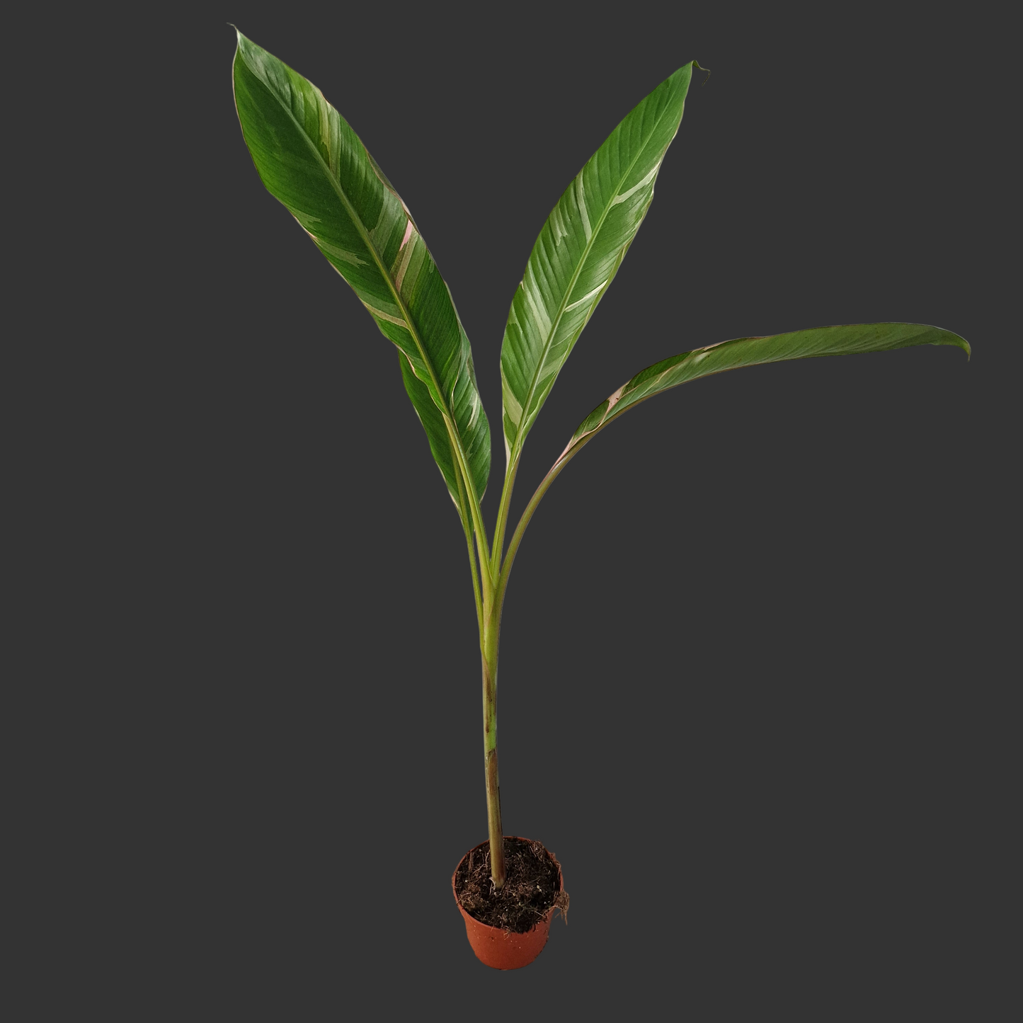 Musa ‘Nono’ – 10.5cm Pot (#1)