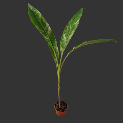 Musa ‘Nono’ – 10.5cm Pot (#1)