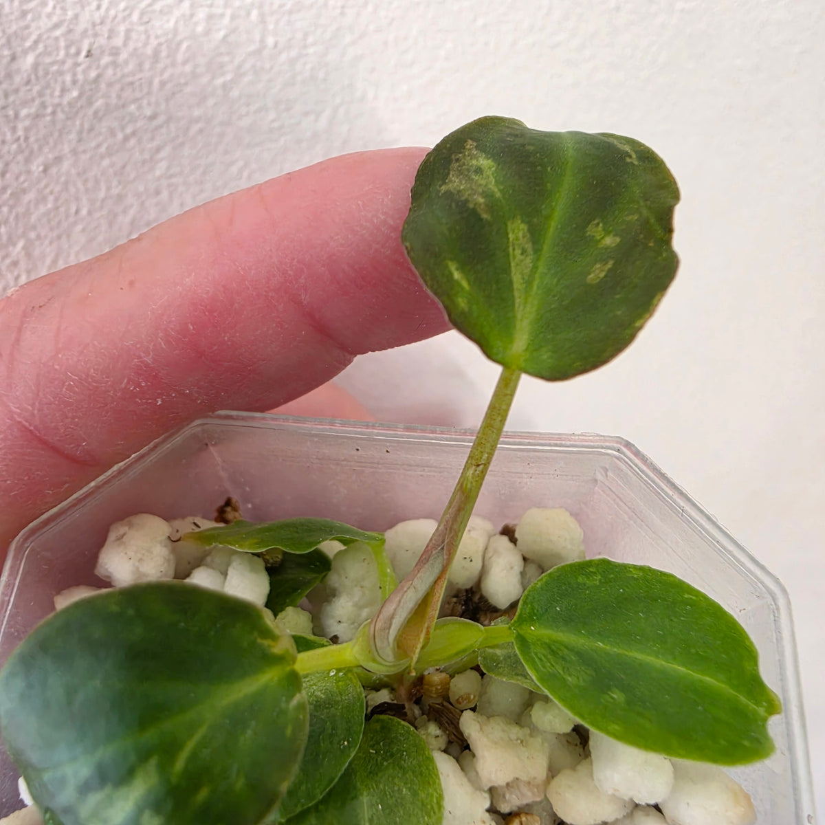 Philodendron Verrucosum Mint Variegata – Exact Plant #1