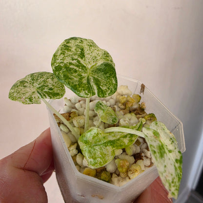 Alocasia bundle - see description