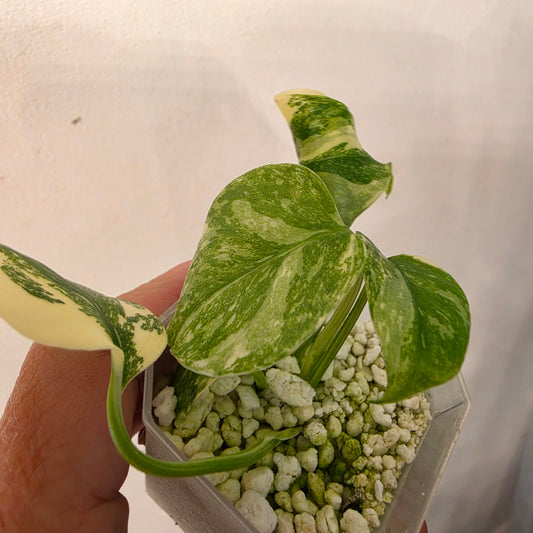 Monstera Crème Brûlée – Exact Plant No. 8 - See Description