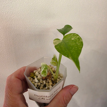 🌿 THE MOTHER OF ALL MONSTERA BUNDLES - SEE DESCRIPTION! 🌿