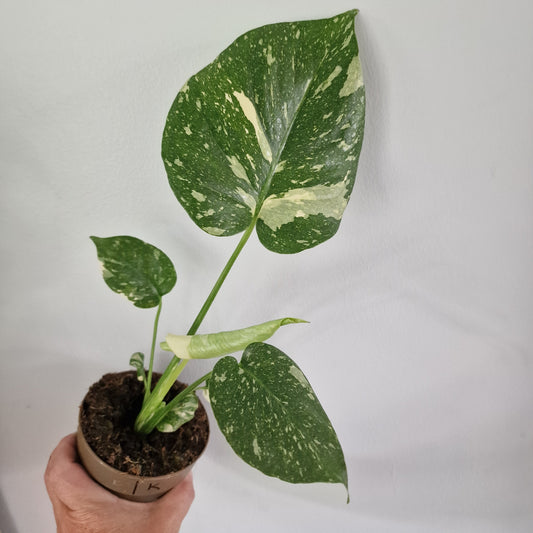 Monstera Thai Constellation Rare Houseplant 11cm pot (1k)