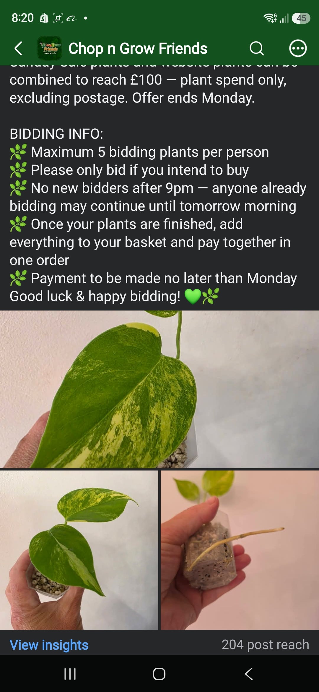 Sunday CnG Sale - Gemma Monstera Aurea