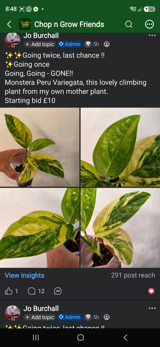 Sunday CnG Sale - Emily Peru
