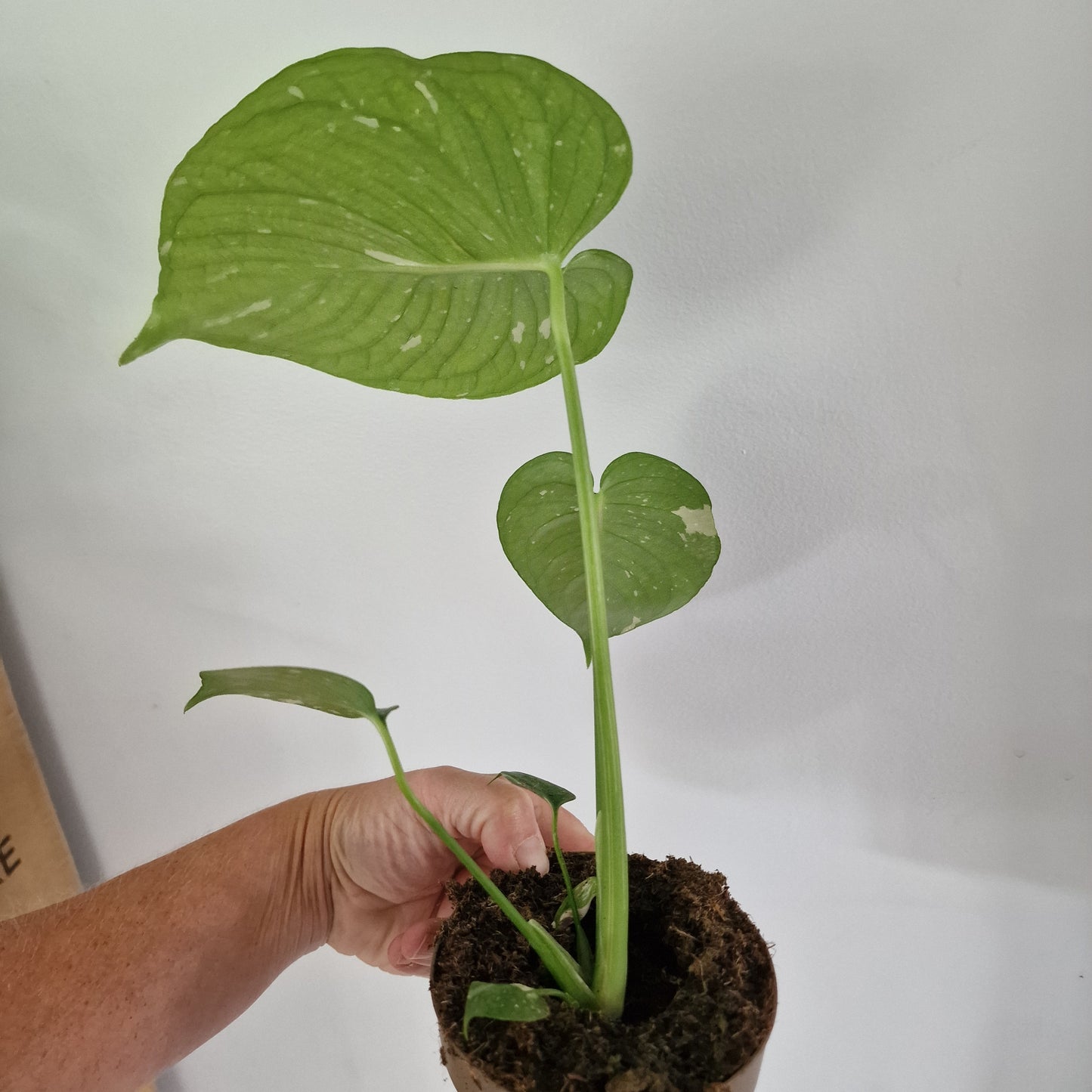 Monstera Thai Constellation Rare Houseplant 11cm pot (1e)