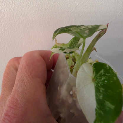 Alocasia longiloba Aurea Variegated #1