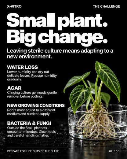 NurtureSystem X-Vitro™ – Tissue Culture Acclimation Solution