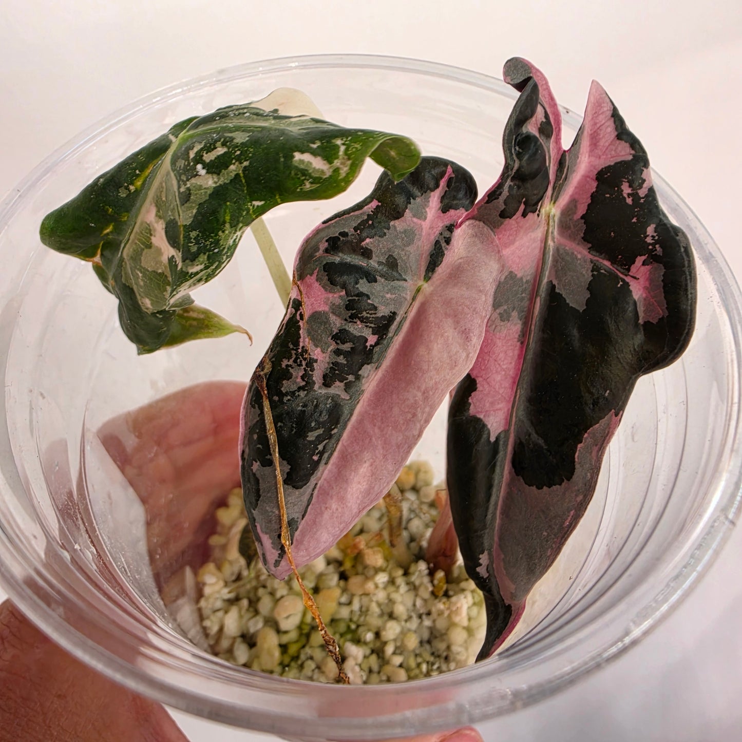 Alocasia Pink Nobilis Variegata - 🌸 see description