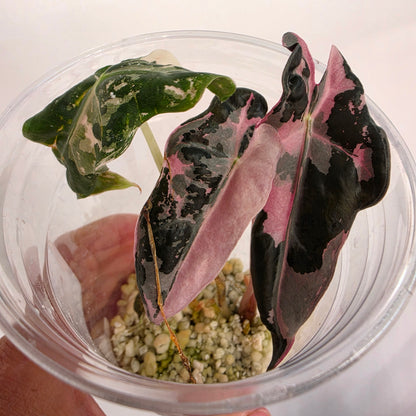Alocasia Pink Nobilis Variegata - 🌸 see description
