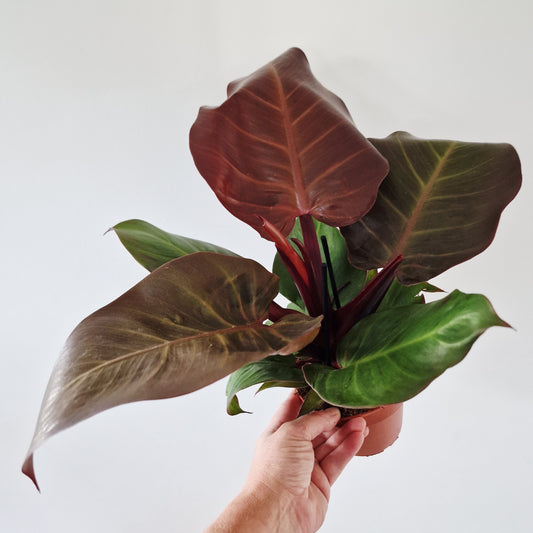 Philodendron Red Sunlight Rare Houseplant 12cm pot
