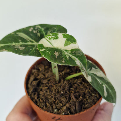 Alocasia Black Velvet Variegata – 7cm Pot (#4)