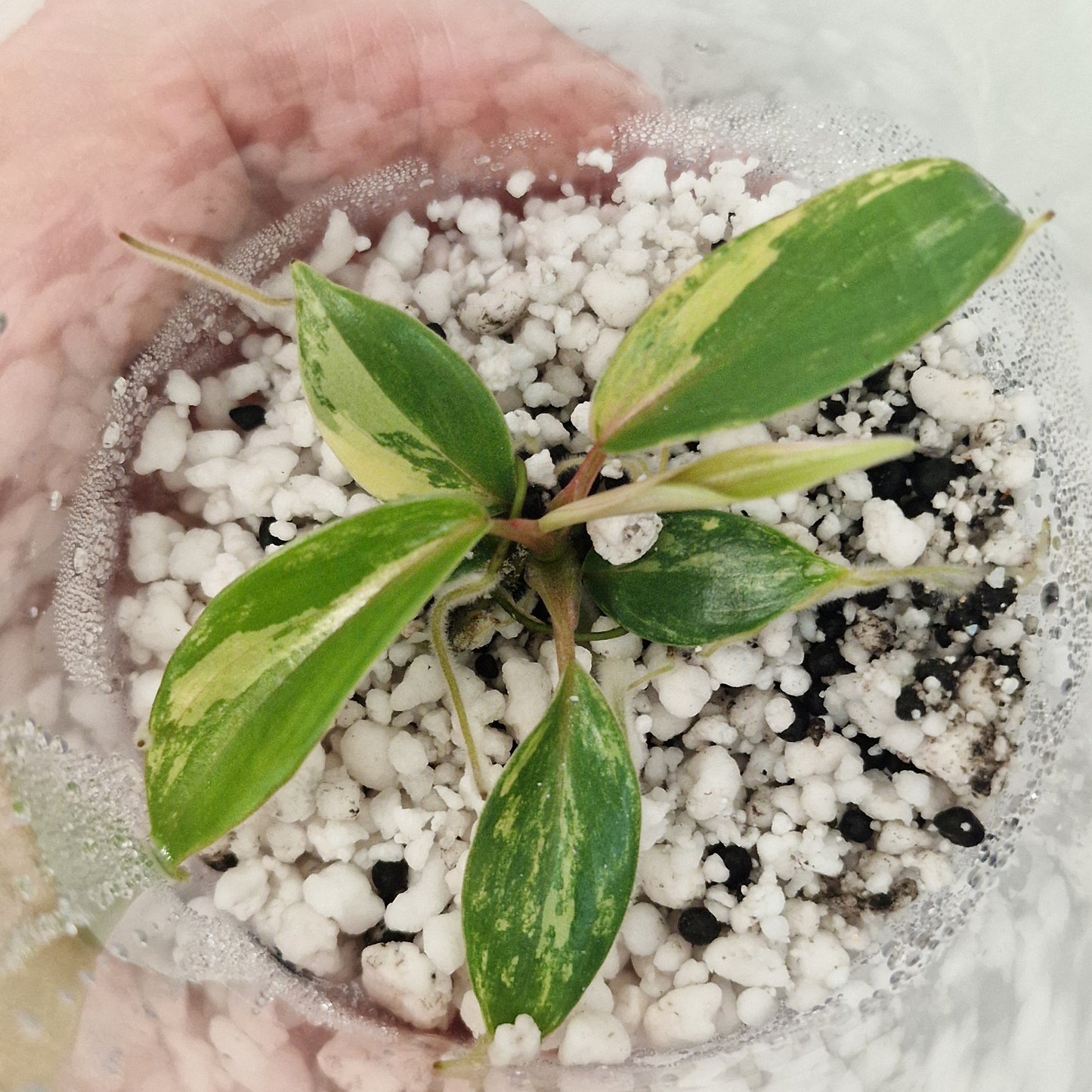 Philodendron Joepii Variegated – Exact Plant #3