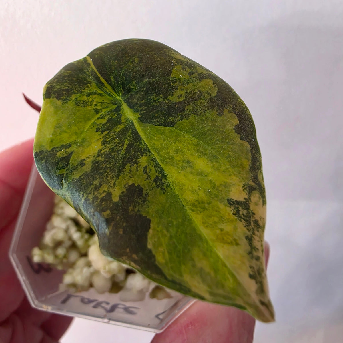 Alocasia Cuprea ‘Latte Gold’ – Acclimatised Tissue Culture | Exact Plant #3