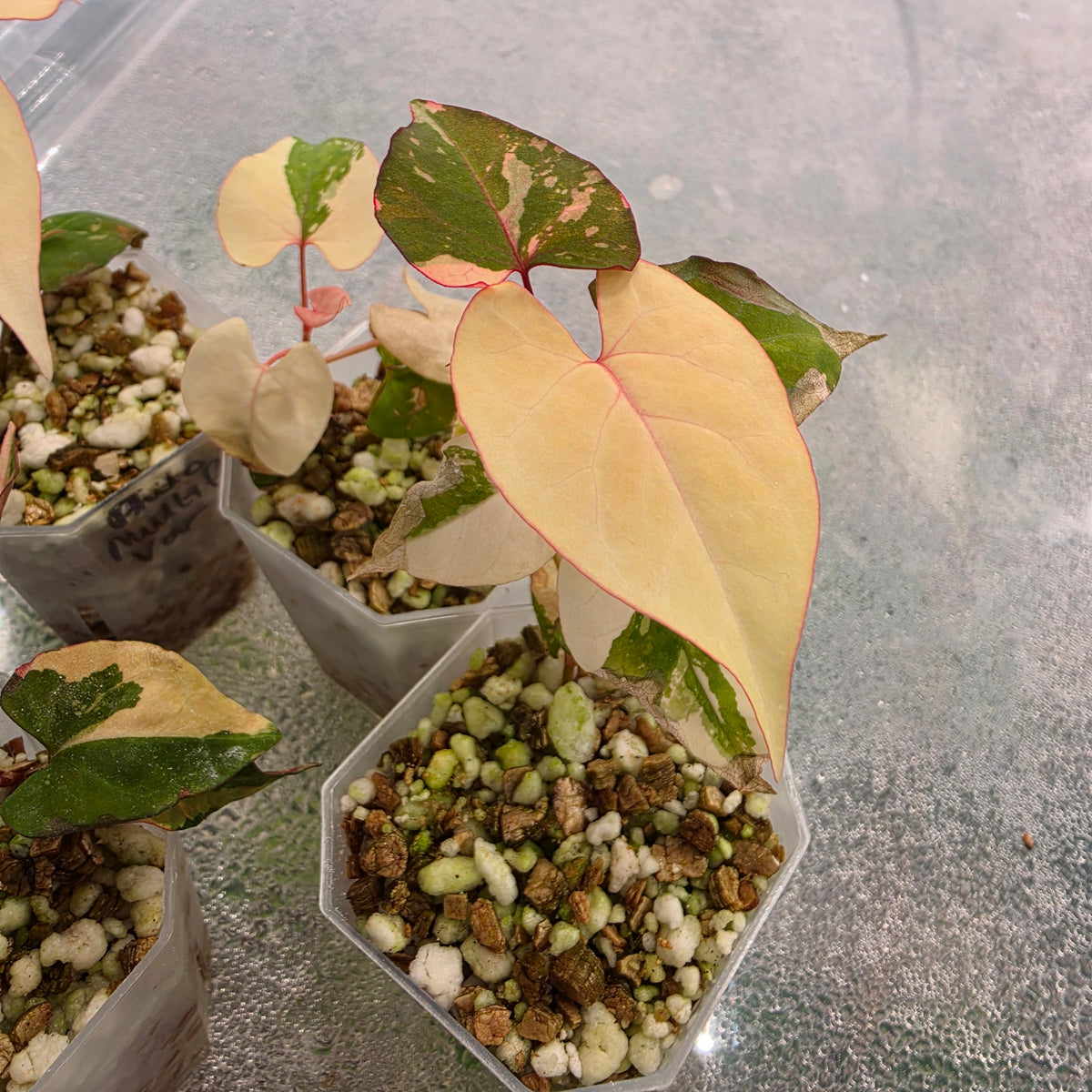 Fallopia Multiflora Variegata