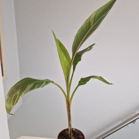 Musa Nono Rare Houseplant approx 50cm tall 10.5cm pot (4)