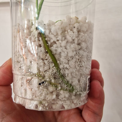 Monstera Bulbasaur – Young TC Plant (Exact Plant #1-14)