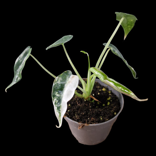 Alocasia Green Bambino Variegated Rare Houseplant 6cm pot (1)