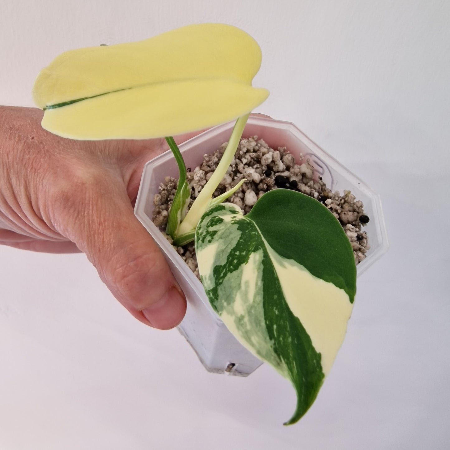 Monstera Electrolite see description