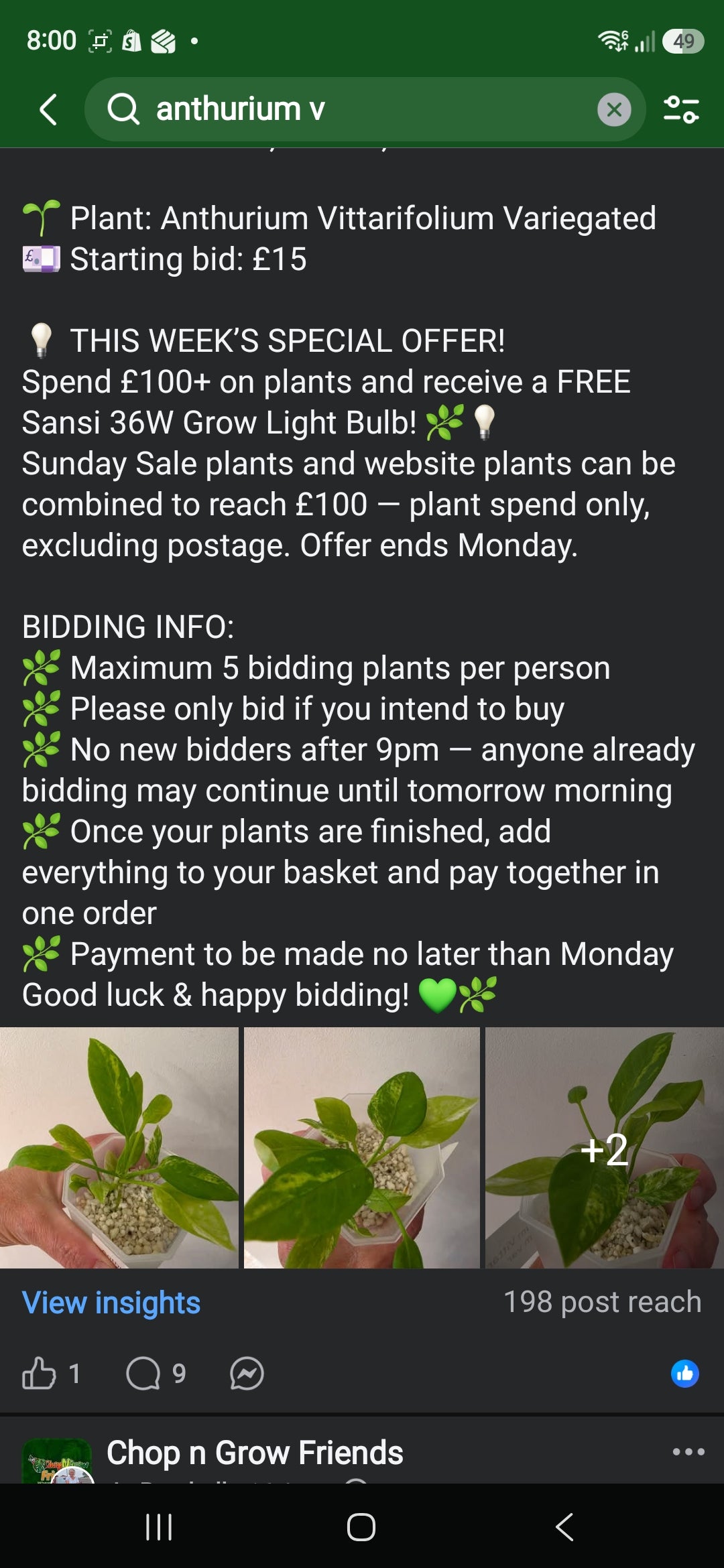 Sunday CnG Sale - Beth Anthurium Vittarifolium