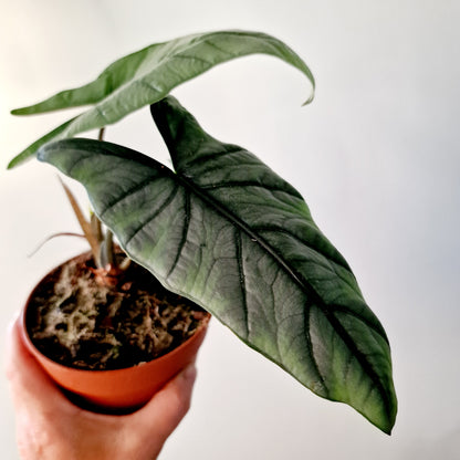 Alocasia Heterophilla 'Dragons Breath' Houseplant 12cm pot