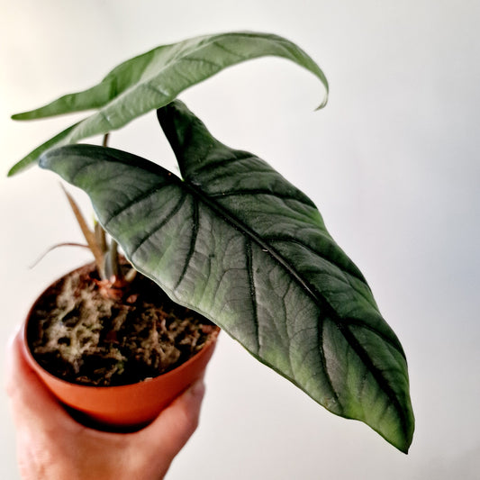 Alocasia Heterophilla 'Dragons Breath' Houseplant 12cm pot