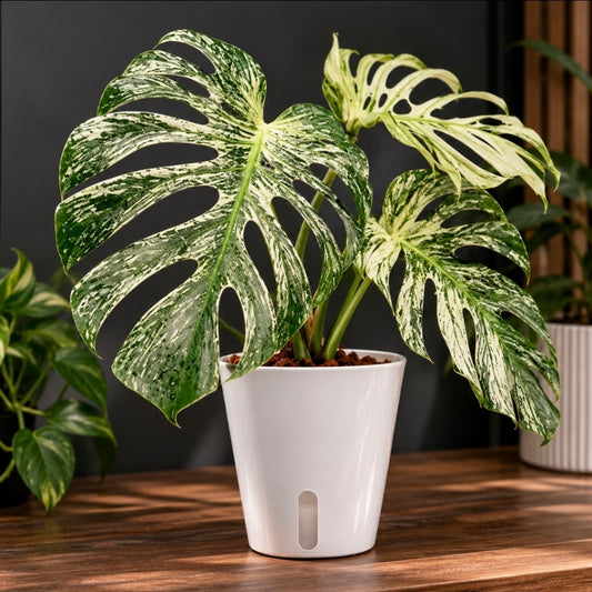 White Glossy Self Watering Plant Pots with Clear Inner | Multiple Sizes Available