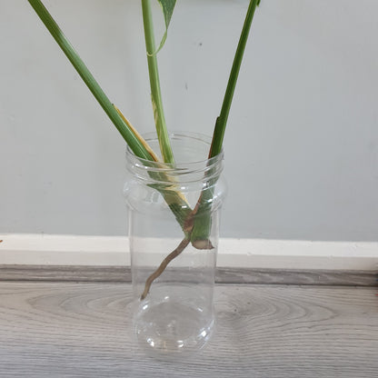 Clear 2.5l Plastic Jar only - 25cm tall with holes on the bottom