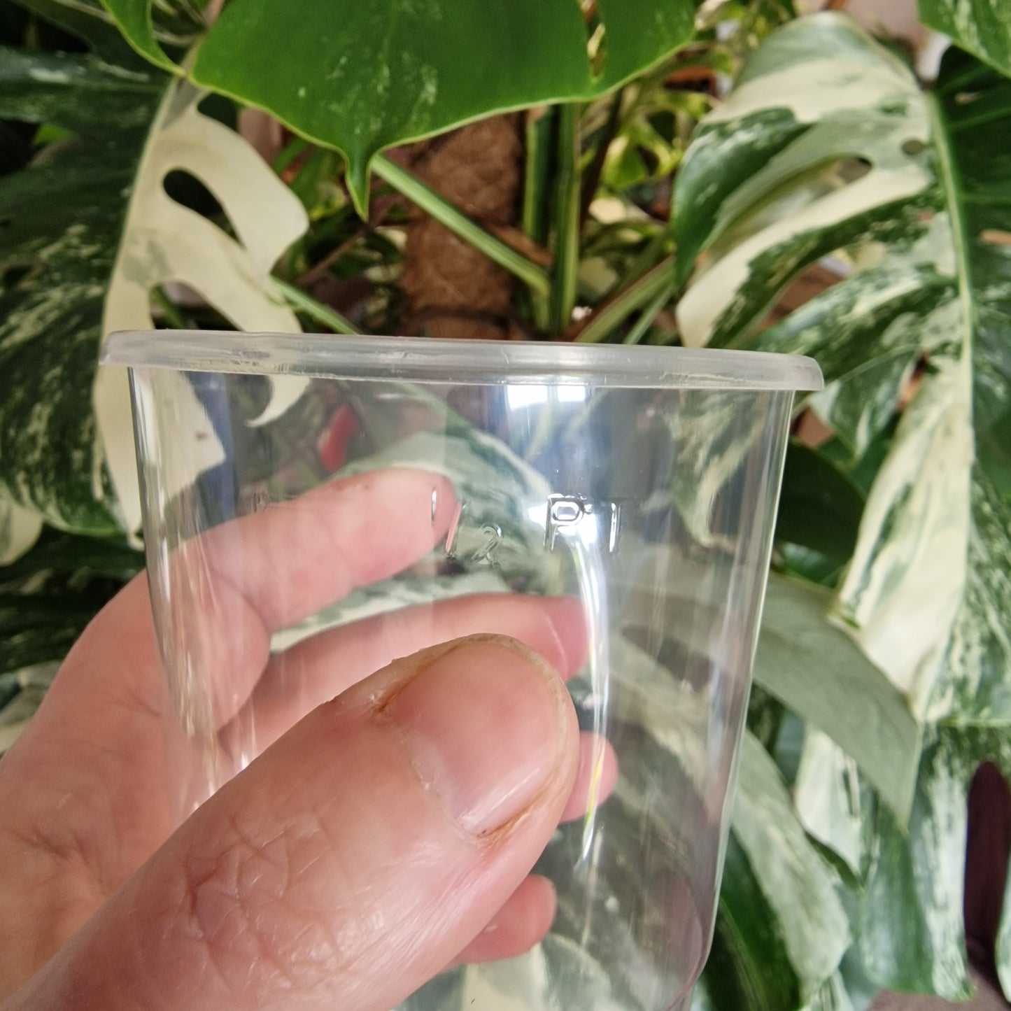 Half Pint Clear Plastic Biodegradable Cup With Holes