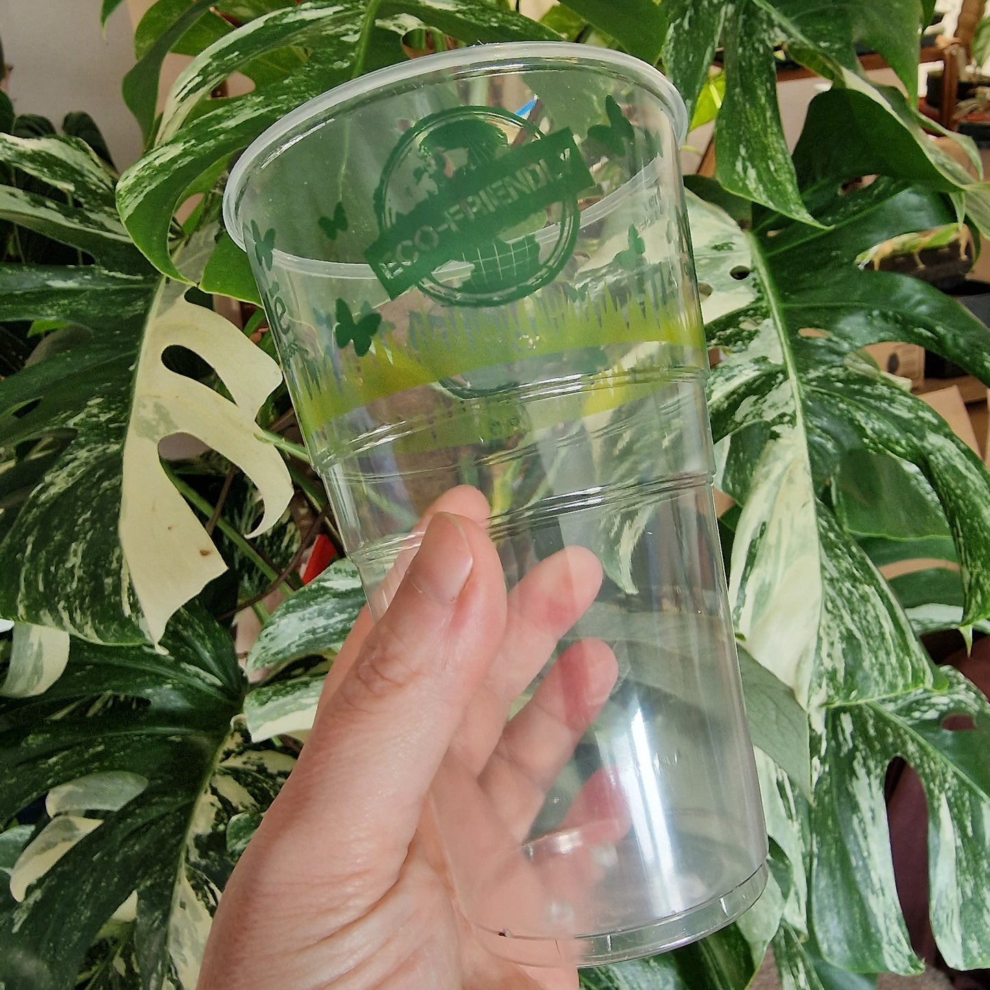 One Pint Clear Plastic Biodegradable Cup With Holes