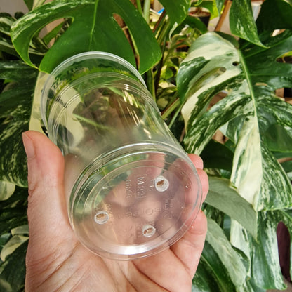 One Pint Clear Plastic Biodegradable Cup With Holes